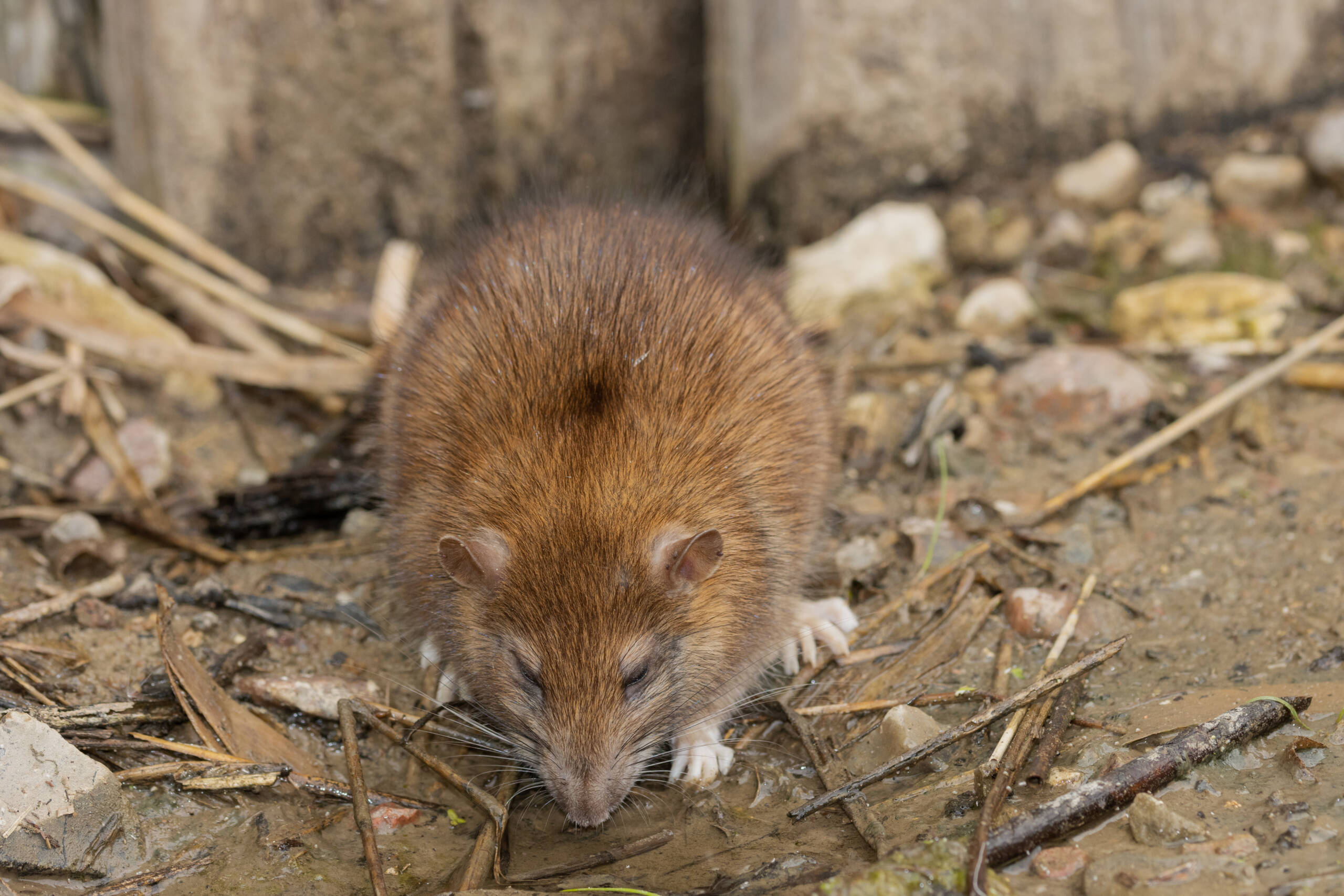 Bekämpfung von Nagetieren (Ratten & Mäuse)